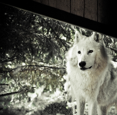 Nature forest snow white Photo