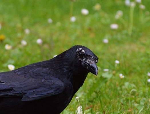 Natur vogel flügel blume Foto