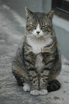 Alley kitten cat mammal Photo