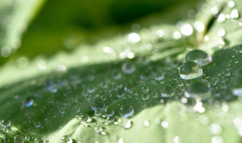 Water nature grass drop