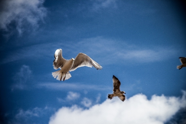 Beach sea nature ocean Photo