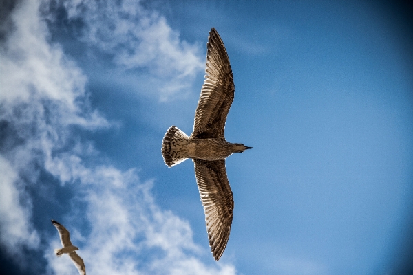 Foto Pantai laut alam burung