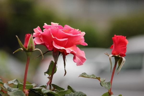 Nature branch blossom plant Photo