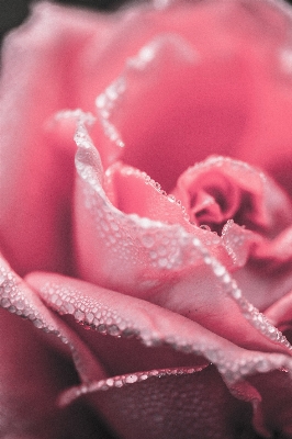 Hand nature blossom open Photo