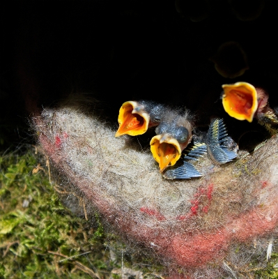 自然 鳥 かわいい 飛ぶ 写真