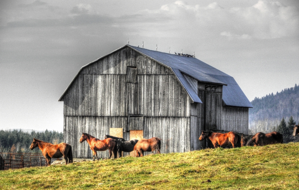 Heno campo granja pradera
