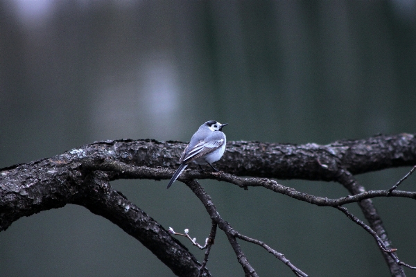 Nature branch cold bird Photo