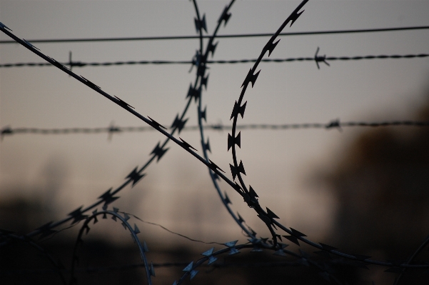 Branch light fence barbed wire Photo