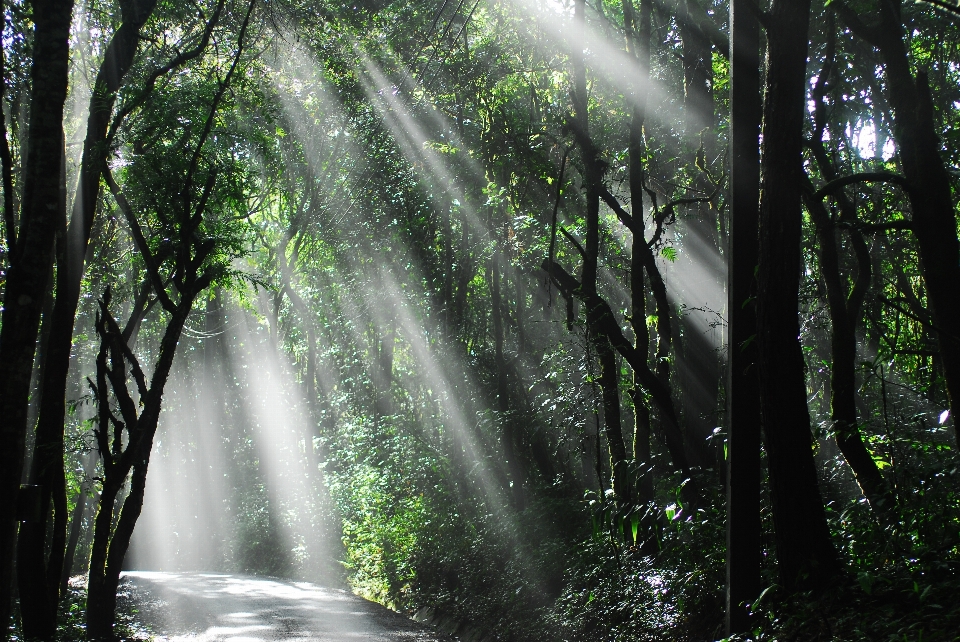 Pohon alam hutan air terjun