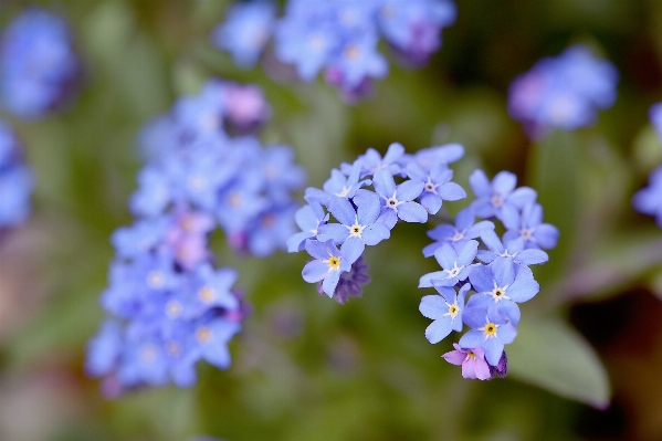 Nature blossom plant flower Photo