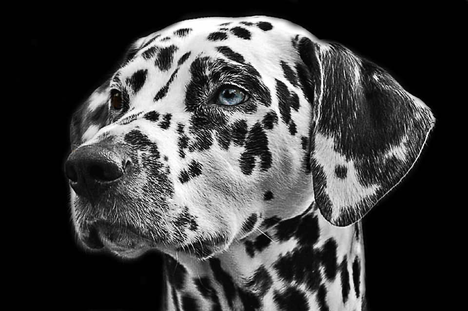 Bianco e nero
 visualizzazione cane animale