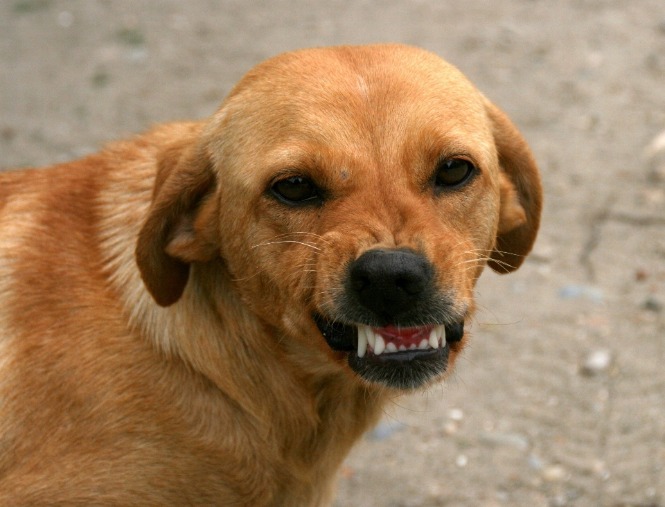 Filhote de cachorro vermelho mamífero