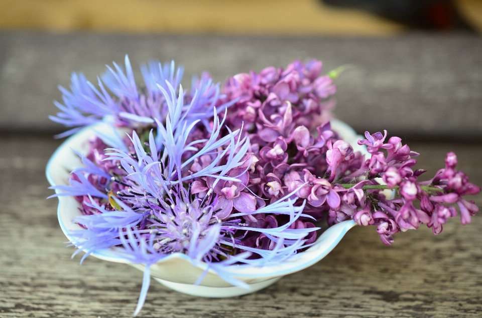 Florescer plantar flor roxo