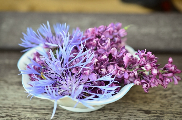 花 植物 紫 花弁 写真