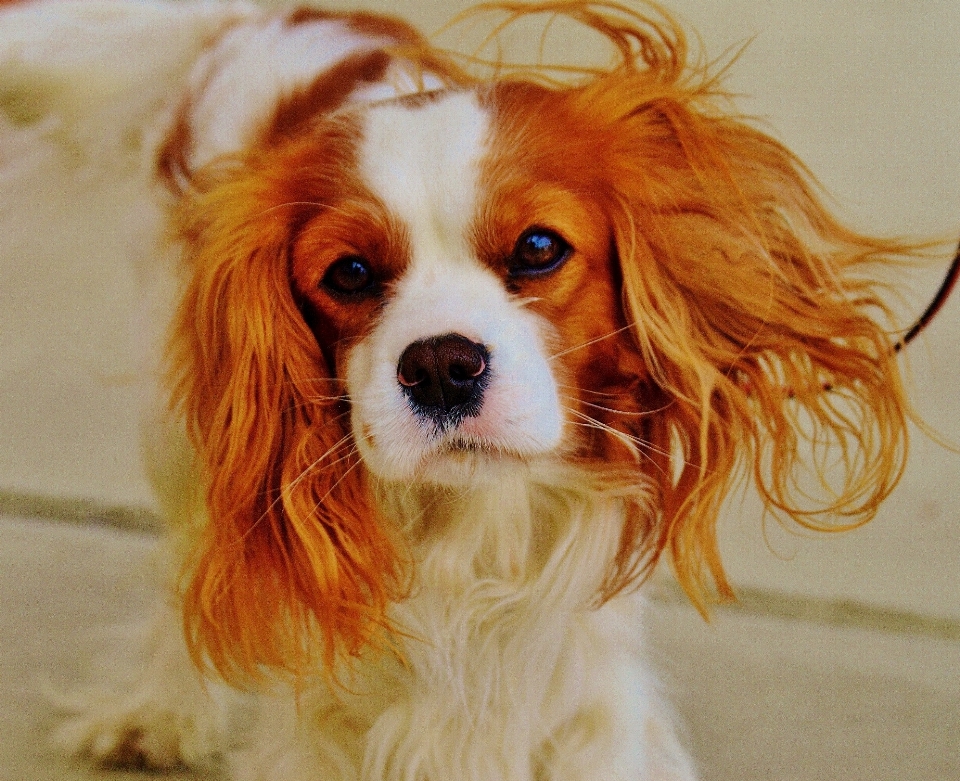 Blanco cachorro perro animal