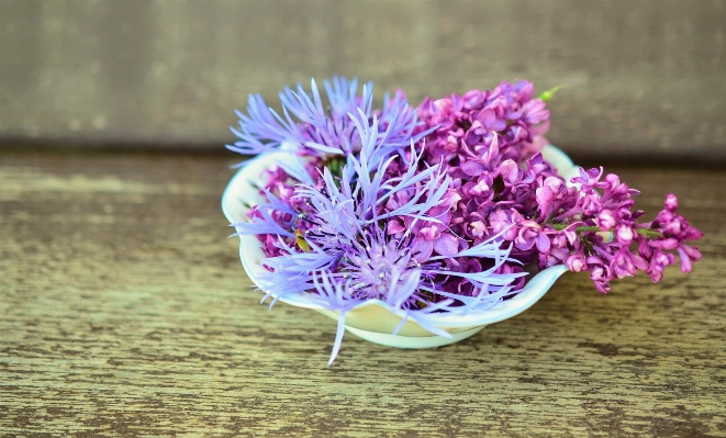 Blossom plant wood flower Photo