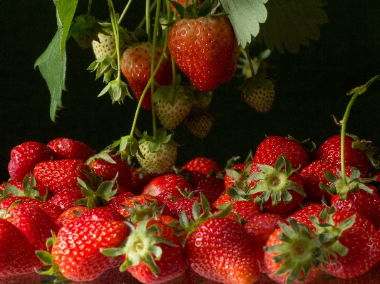 Foto Planta fruta arbusto alimento