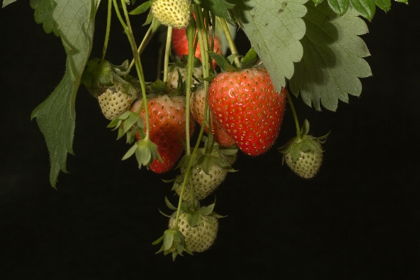 ブランチ 植物 フルーツ 葉 写真