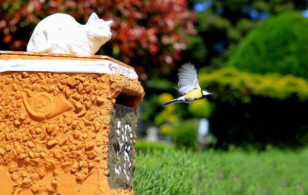 自然 鳥 芝生 花 写真