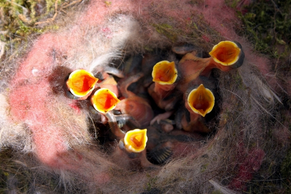 自然 鳥 花 かわいい 写真