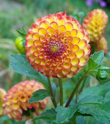 Nature blossom plant white Photo