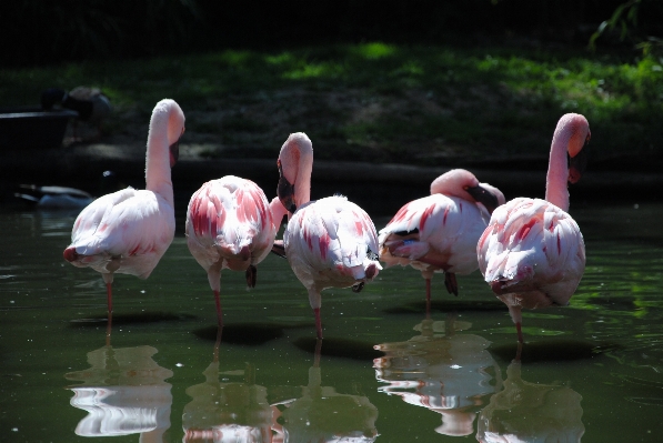 Water nature bird group Photo