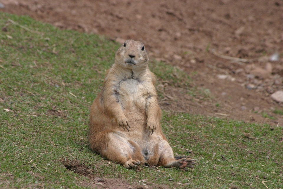 Nature ville animal mignon