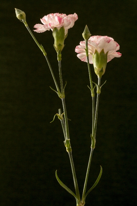 Plantar flor verde macro