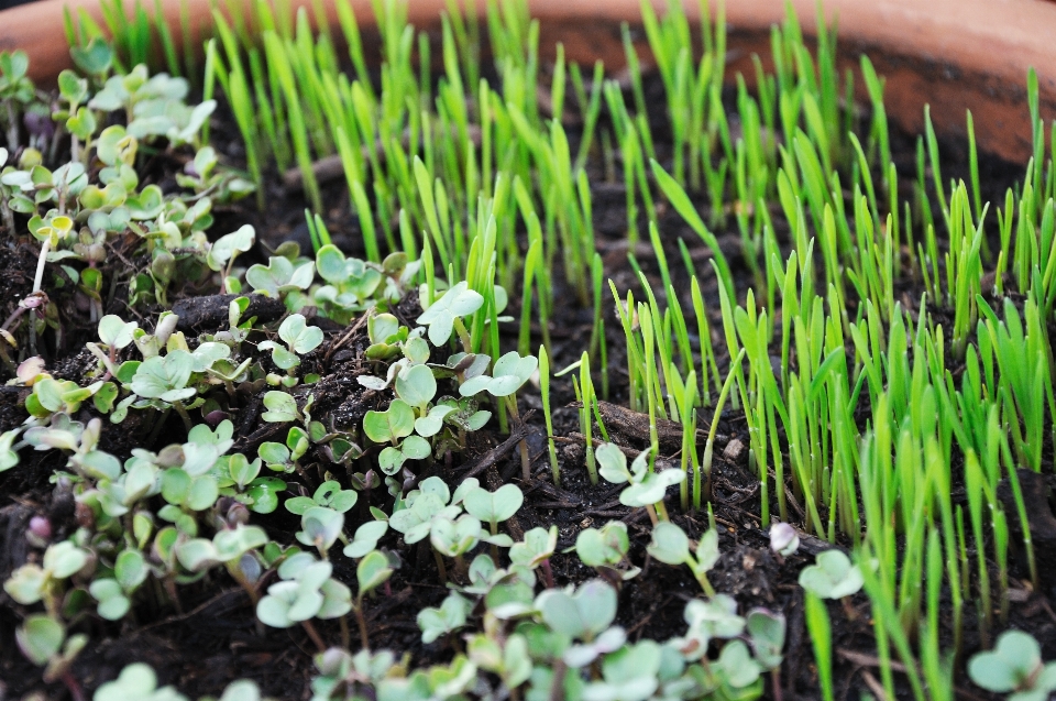 Grass plant lawn leaf