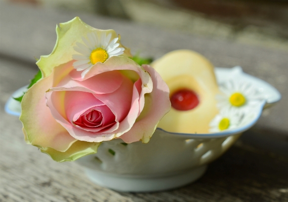 Blossom plant flower petal Photo