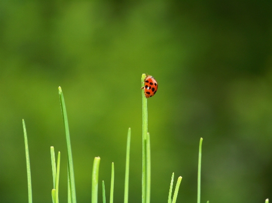 Foto Alam rumput tanaman halaman