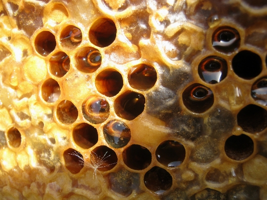 Honey pattern pollen insect Photo