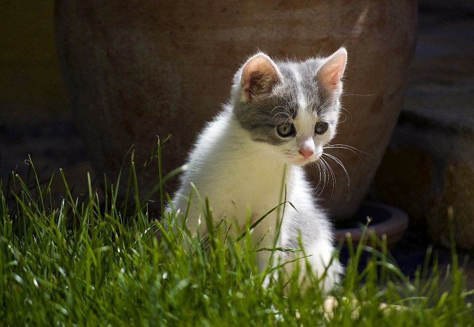 Grama animal bonitinho gatinho