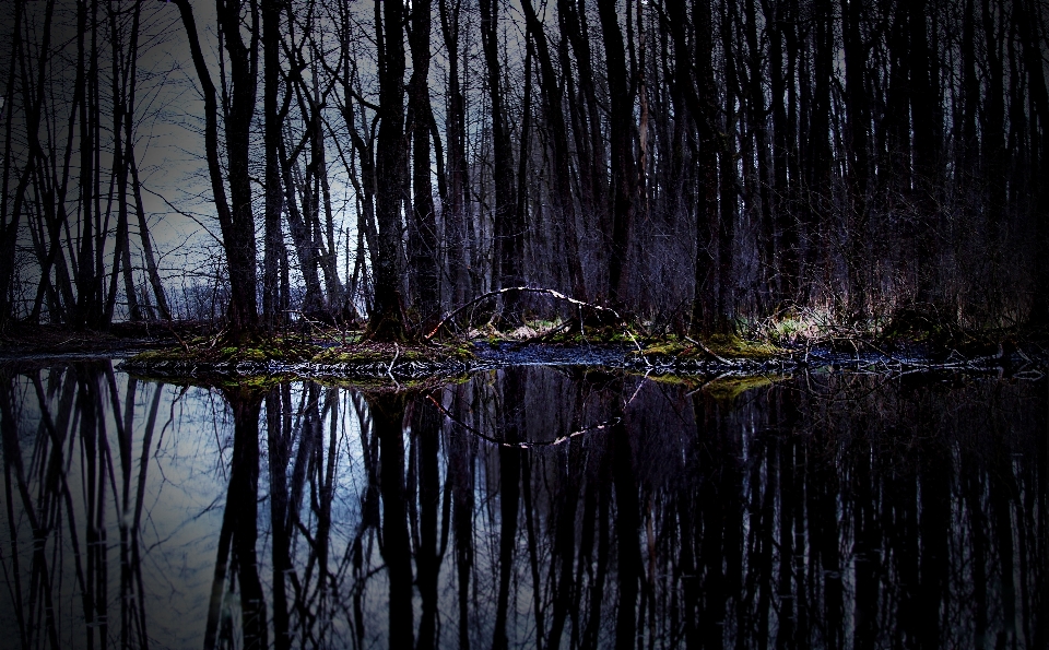 Landschaft baum wasser natur