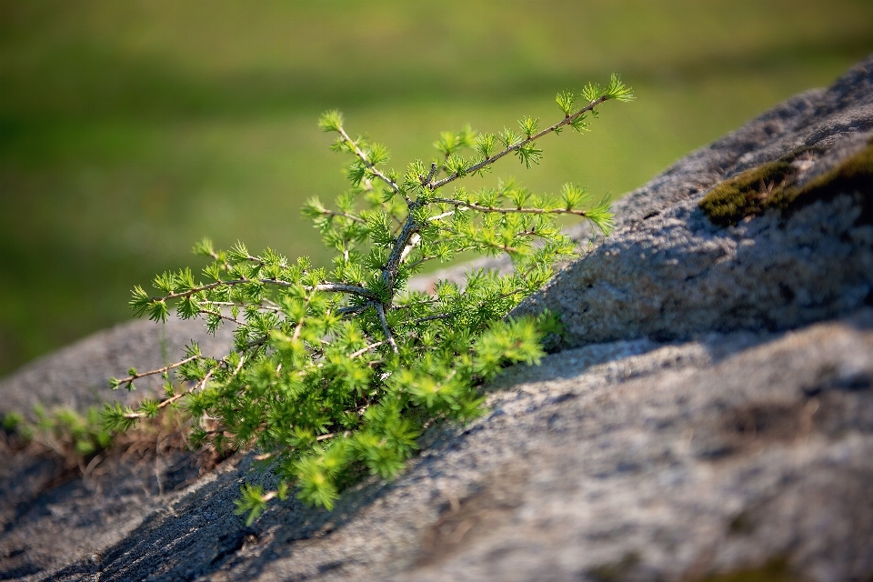 árvore água natureza grama