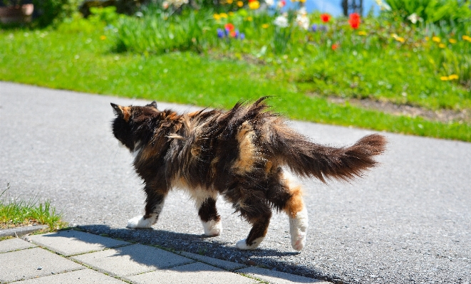 Dog animal kitten cat Photo