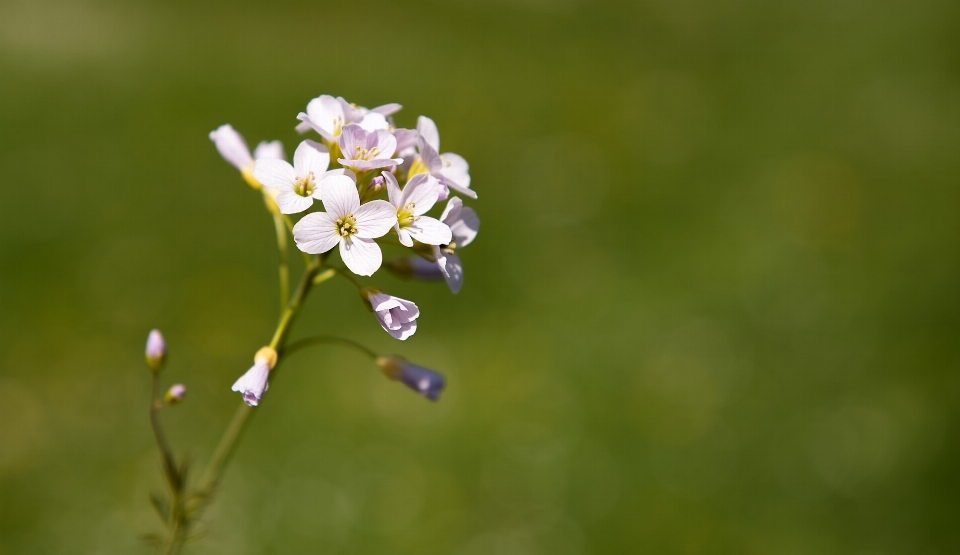 Natur blüte anlage fotografie