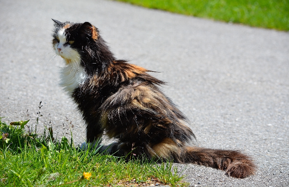 Animal bicho de estimação gato mamífero