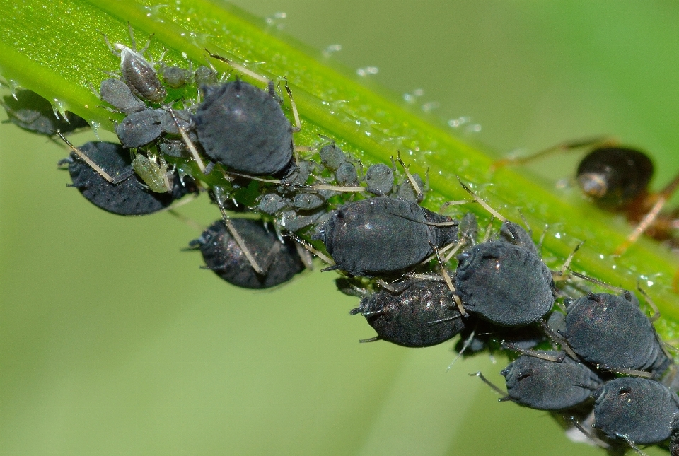 Terbang serangga fauna invertebrata