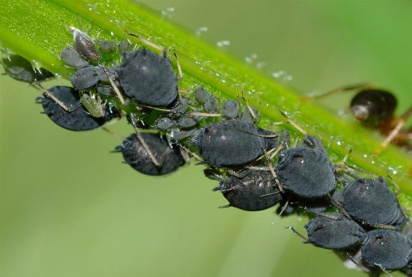 Fly insect fauna invertebrate Photo