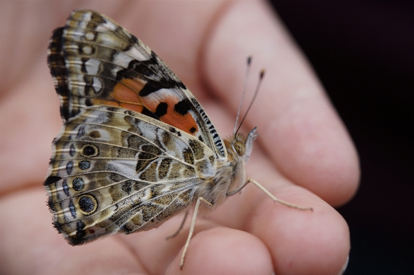 Hand blossom wing photography Photo