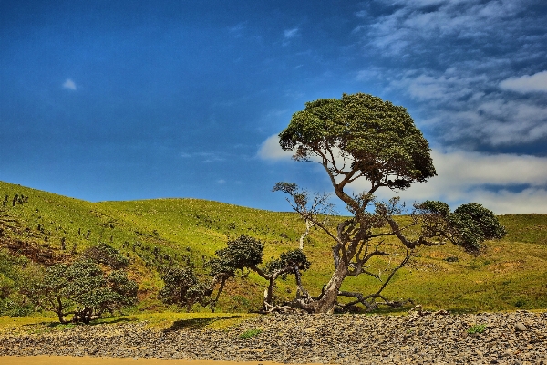 Landscape tree nature wilderness Photo