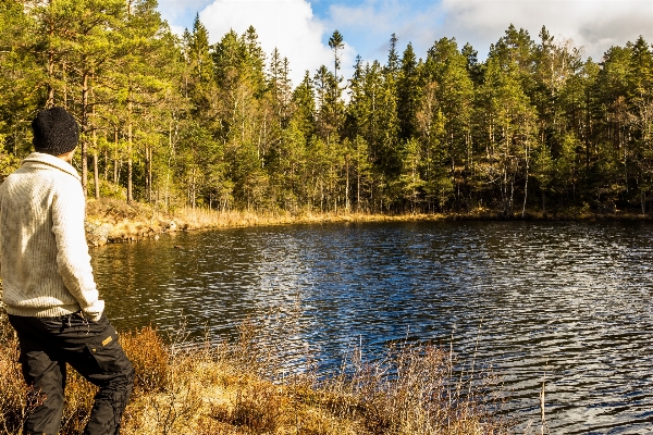 Tree nature forest wilderness Photo