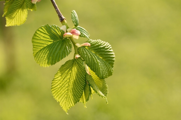 Tree branch blossom plant Photo