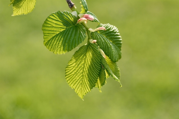 Tree nature branch blossom Photo