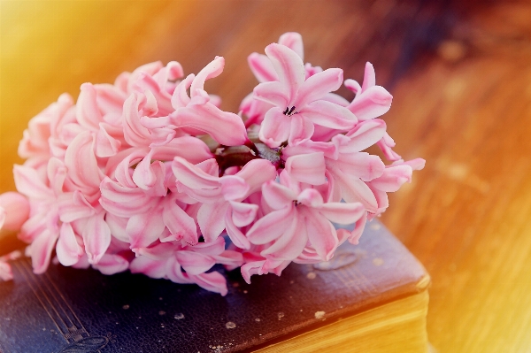 Blossom book plant flower Photo