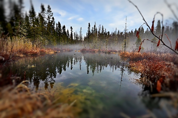 Landscape tree water nature Photo