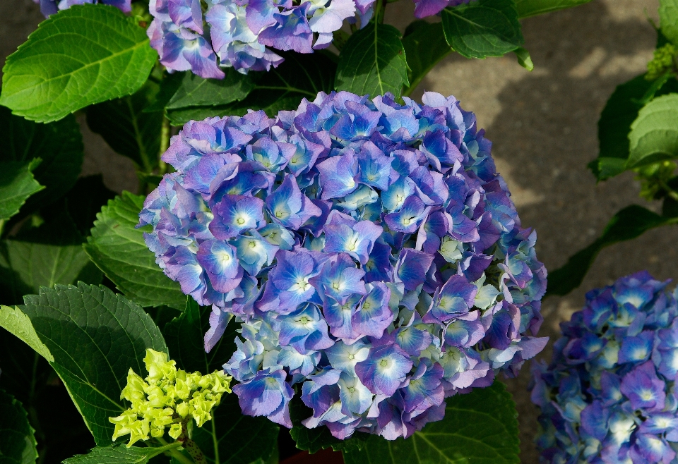 Usine fleur bleu hortensia