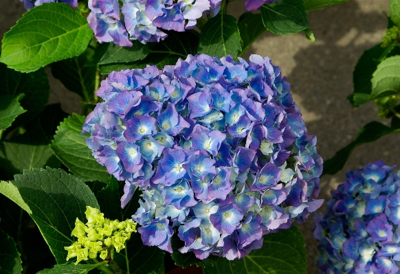 Photo Usine fleur bleu hortensia