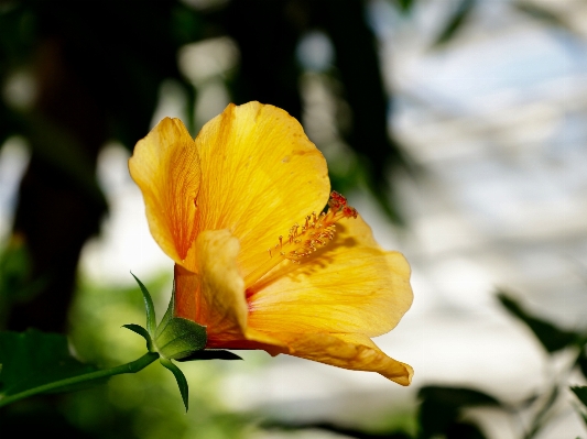 Nature blossom plant photography Photo